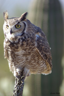 Great Horned Owl