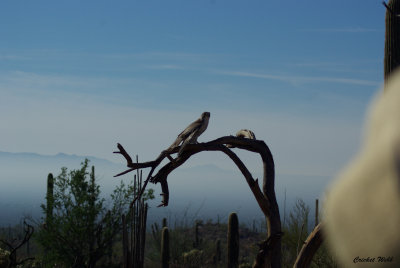 Prairie Falcon - right out of the camera, no editing