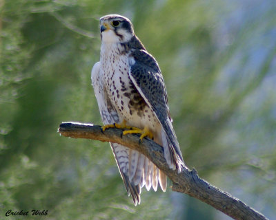 Prairie Falcon