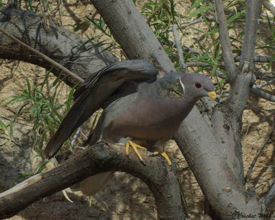 Band-tailed Pigeon