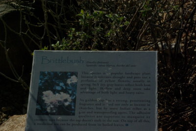 Britle bush Sign