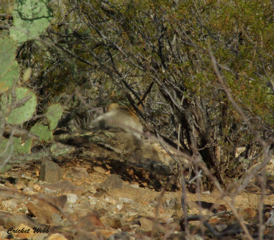 Coyote - hard to see 