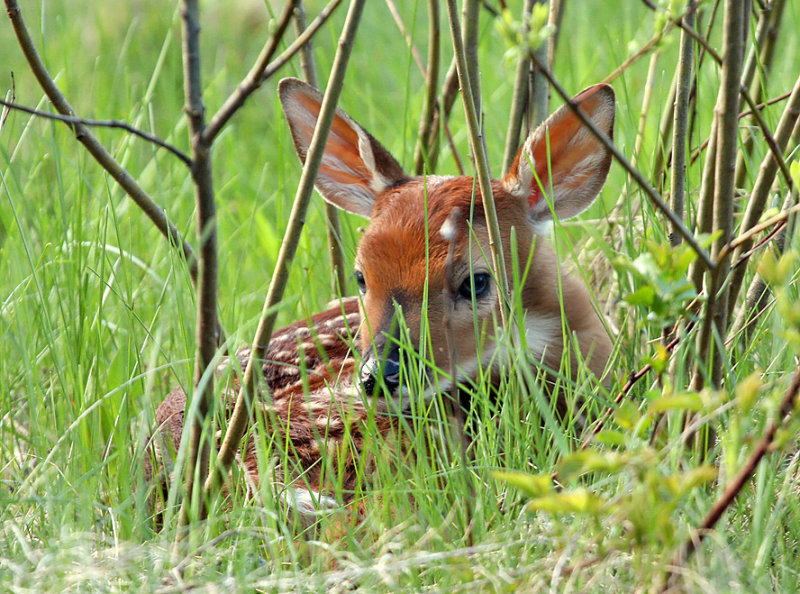 White-tailed Deer Fawn 0151