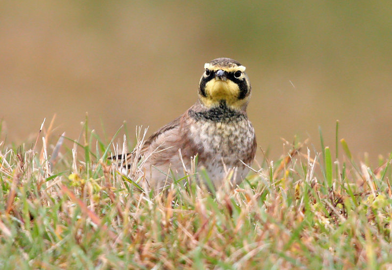 Horned Lark 4554