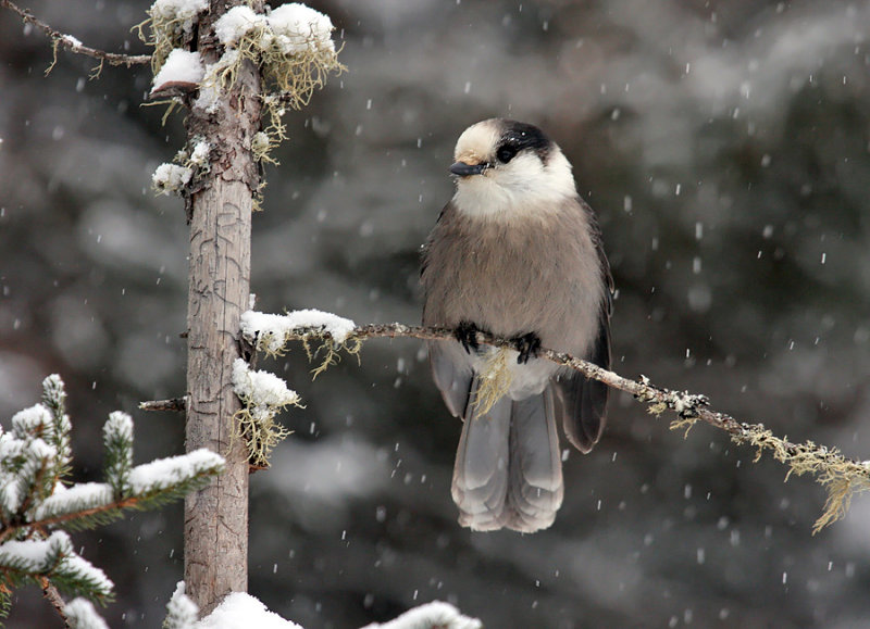 Gray Jay 6230