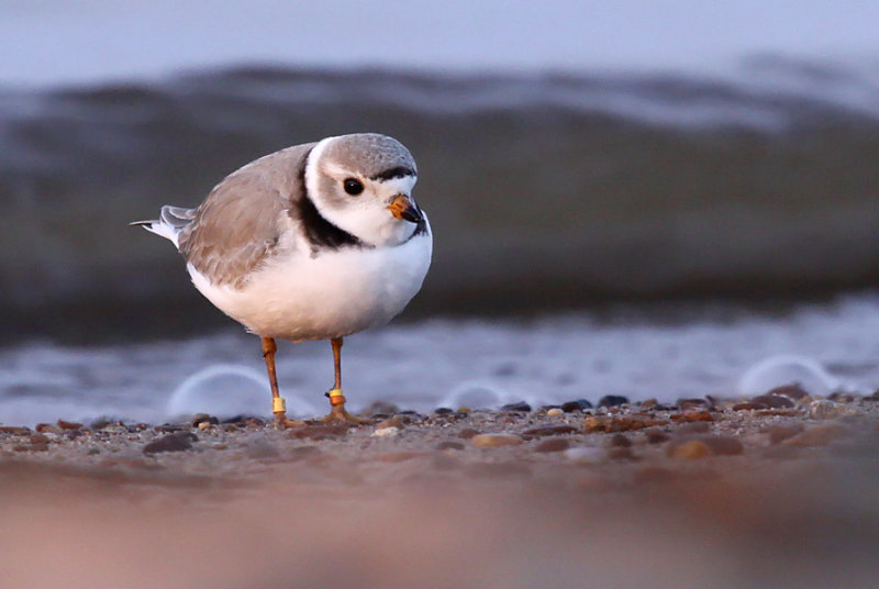 Piping Plover 1732