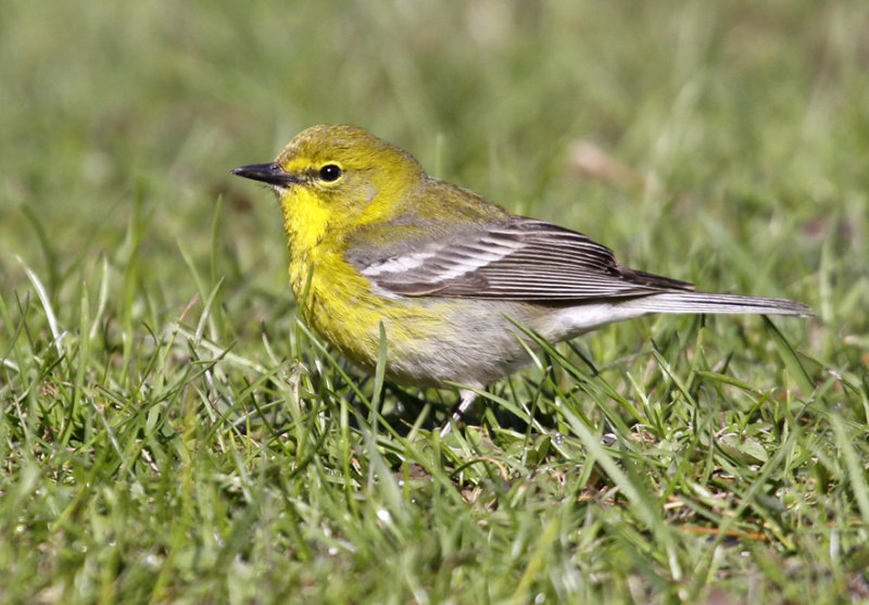 Pine Warbler 1196