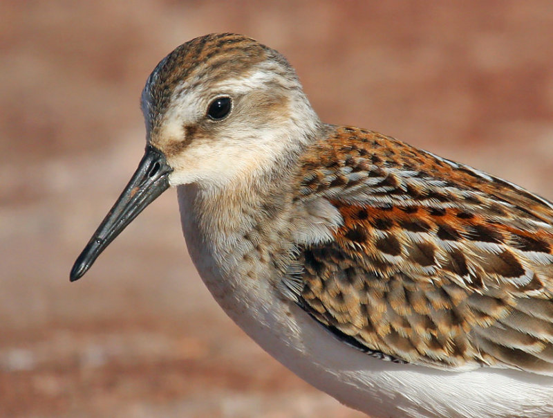 Western Sandpiper 4422