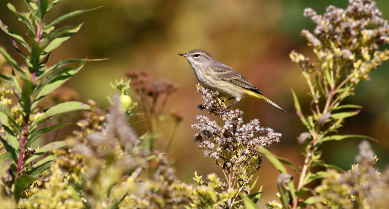 Palm Warbler 9245