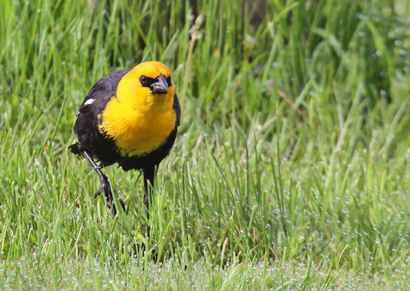 Yellow-headed Blackbird_1767.jpg
