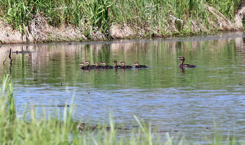 Hooded Mergansers_2903.jpg