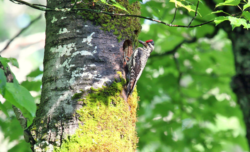 Yellow-bellied Sapsucker_3333.jpg