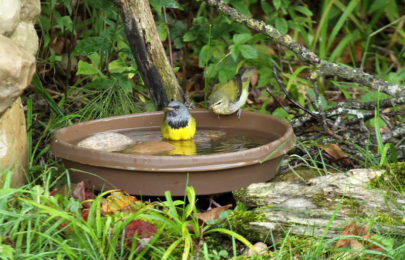 Mourning Tennessee Warblers_9317.jpg