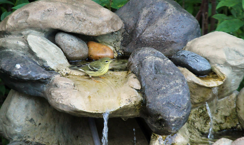 Blackpoll Warbler_9798.jpg