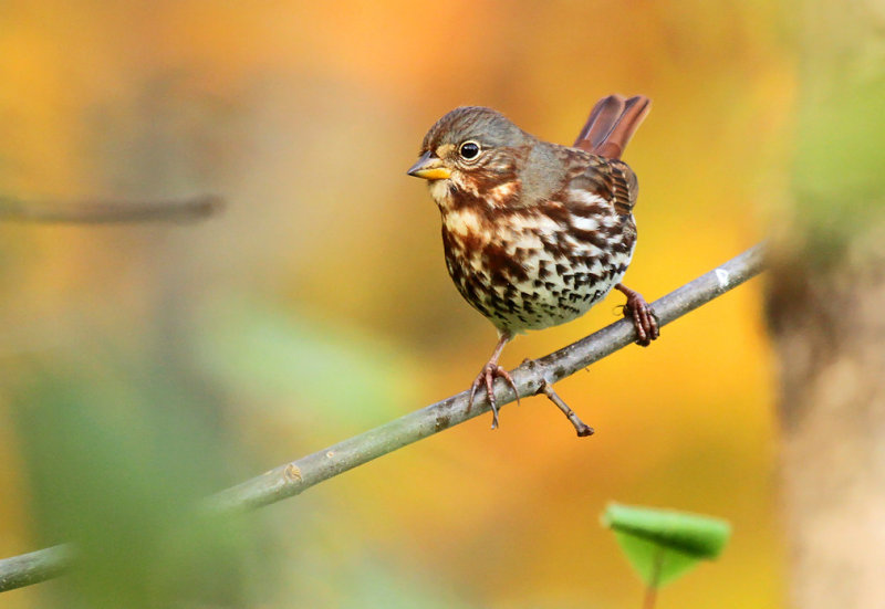 Fox Sparrow_1566.jpg