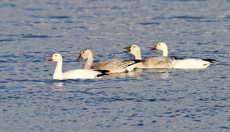 Snow Goose_1919.jpg