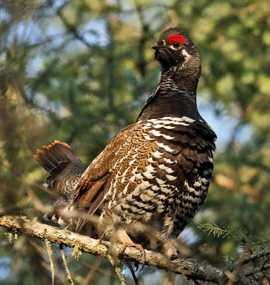 Spruce Grouse 8885