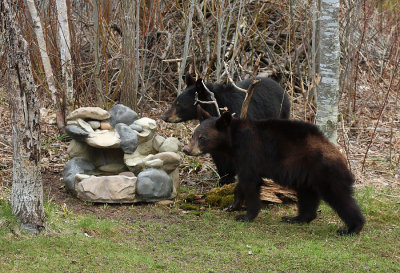 Black Bears 9522