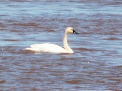 Tundra Swan 0459b