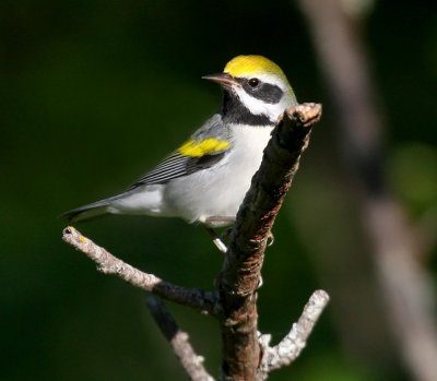 Golden-winged Warbler 1999