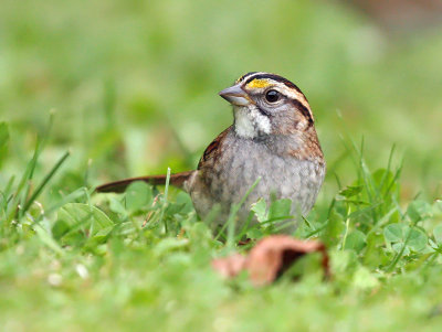 White-throated Sparrow 3190
