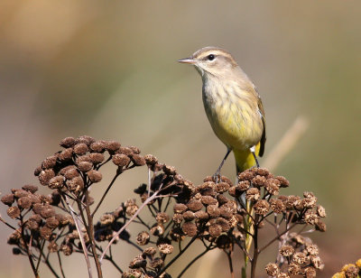 Palm Warbler 3292