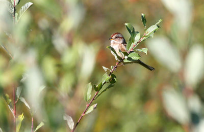 American Tree Sparrow 3564