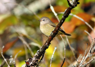 Orange-crowned Warbler 3393