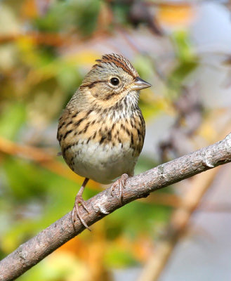 Lincoln's Sparrow 3988