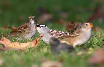 White-crowned Sparrow 3775