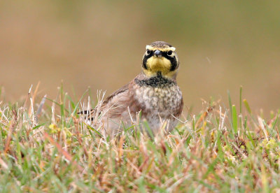 Horned Lark 4554