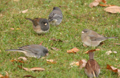 Junco_4468.jpg