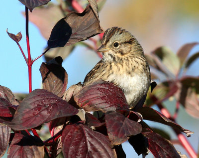 Lincoln's Sparrow 3489