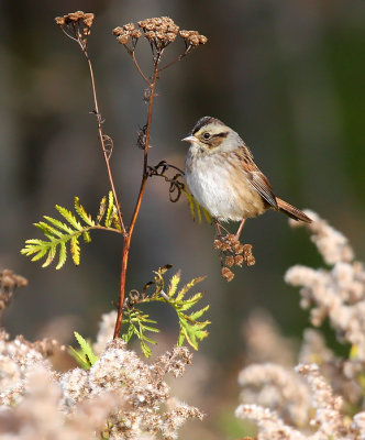 Swamp Sparrow 3924