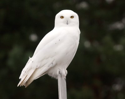 Snowy Owl 5581