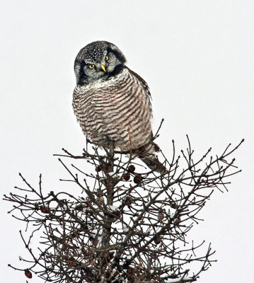 Northern Hawk Owl 6435