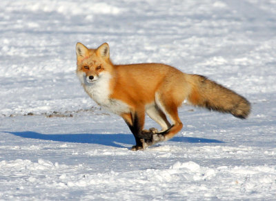 Red Fox 6598