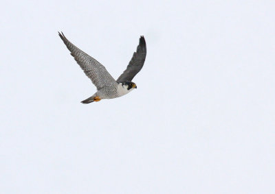 Peregrine Falcons - Ashland 2014