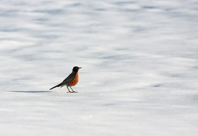 American Robin 8109