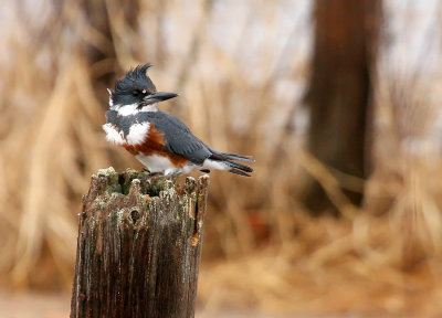 Belted Kingfisher 8469
