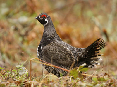 Spruce Grouse - NRF WI Trip - May 2014