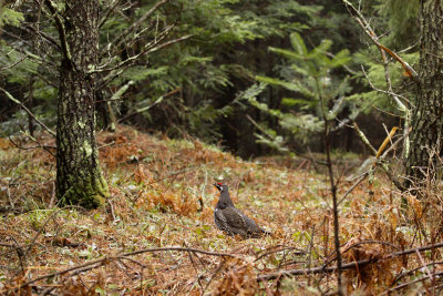 Spruce Grouse_0292