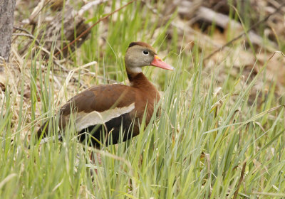 Black-bellied Whistling Duck - May 2014