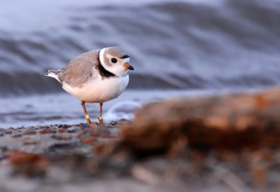 Piping Plover 1729