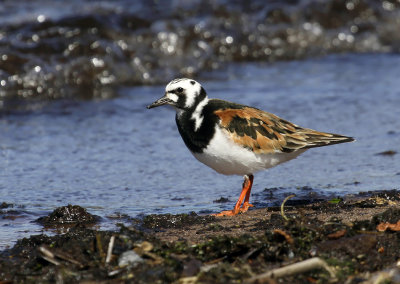 Ruddy Turnstone 2091