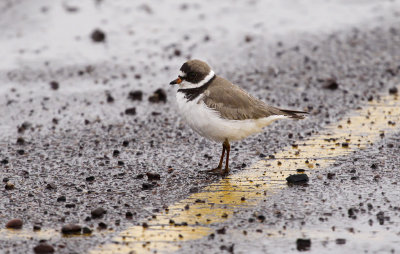 Semipalmated Plover 2305