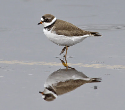 Semipalmated Plover 2358