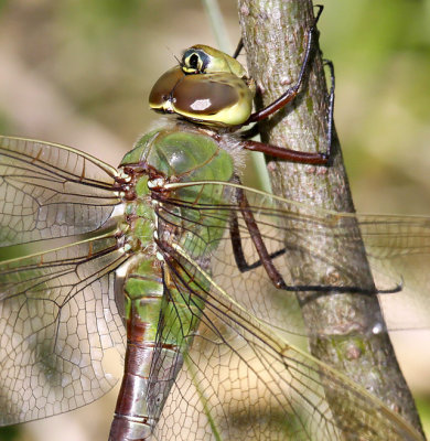 Common Green Darner 2125