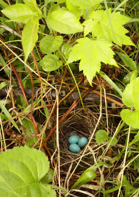 Hermit Thrush nest 2639