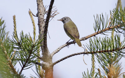 Connecticut Warbler 2744